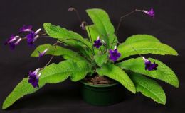 2016 ConventionOld World Gesneriads in Flower Class 31B Streptocarpus, subgenus Streptocarpus, hybrids