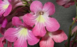 2016 ConventionOld World Gesneriads in Flower Class 31C Streptocarpus, subgenus Streptocarpus, hybridsBEST IN SHOWBEST IN SECTION D – OLD WORLD GESNERIAD IN FLOWERBEST STREPTOCARPUS