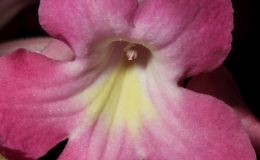 2016 ConventionOld World Gesneriads in Flower Class 31C Streptocarpus, subgenus Streptocarpus, hybridsBEST IN SHOWBEST IN SECTION D – OLD WORLD GESNERIAD IN FLOWERBEST STREPTOCARPUS