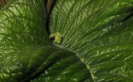2016 ConventionOld World Gesneriads in Flower Class 31C Streptocarpus, subgenus Streptocarpus, hybridsBEST IN SHOWBEST IN SECTION D – OLD WORLD GESNERIAD IN FLOWERBEST STREPTOCARPUS