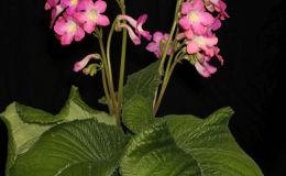 2016 ConventionOld World Gesneriads in Flower Class 31C Streptocarpus, subgenus Streptocarpus, hybridsBEST IN SHOWBEST IN SECTION D – OLD WORLD GESNERIAD IN FLOWERBEST STREPTOCARPUS
