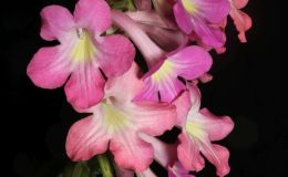 2016 ConventionOld World Gesneriads in Flower Class 31C Streptocarpus, subgenus Streptocarpus, hybridsBEST IN SHOWBEST IN SECTION D – OLD WORLD GESNERIAD IN FLOWERBEST STREPTOCARPUS