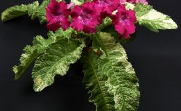 Streptocarpus 'Iced Pink Flamingo'