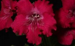 2016 ConventionOld World Gesneriads in Flower Class 32 Streptocarpus, subgenus Streptocarpus, hybrids with variegated foliageBEST DALE MARTENS HYBRID