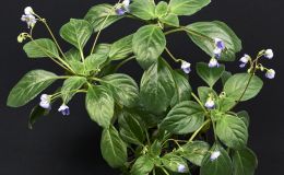 Boea hemsleyana