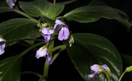 2016 ConventionOld World Gesneriads in Flower Class 33 Other Old World gesneriads