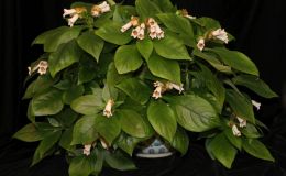 2016 ConventionOld World Gesneriads in FlowerJUDGES AWARD OF MERIT