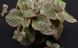Episcia 'Aloha Mauna Loa'