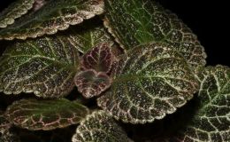 2016 ConventionGesneriads Grown for Ornamental Qualities Other Than FlowersClass 34 Episcia