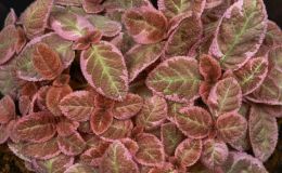 Episcia 'Pink Smoke'