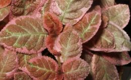 2016 ConventionGesneriads Grown for Ornamental Qualities Other Than Flowers Class 35 Episcia with pink and/or cream leaf variegationBEST EPISCIA