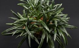 Primulina ophiopogoides