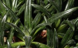 2016 ConventionGesneriads Grown for Ornamental Qualities Other Than Flowers Class 36A PrimulinaBEST GESNERIAD GROWN BY A FIRST-TIME CONVENTION EXHIBITOR