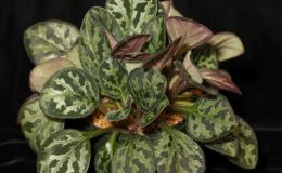 2016 ConventionGesneriads Grown for Ornamental Qualities Other Than Flowers Class 36B Primulina