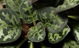 2016 ConventionGesneriads Grown for Ornamental Qualities Other Than Flowers Class 36B Primulina