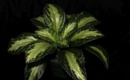 2016 ConventionGesneriads Grown for Ornamental Qualities Other Than Flowers Class 36C Primulina