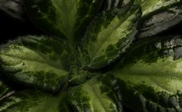 2016 ConventionGesneriads Grown for Ornamental Qualities Other Than Flowers Class 36C Primulina