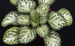 Primulina 'Loki'