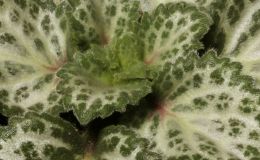 2016 ConventionGesneriads Grown for Ornamental Qualities Other Than Flowers Class 36D Primulina