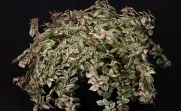2016 ConventionGesneriads Grown for Ornamental Qualities Other Than Flowers Class 37 Other gesneriads with green-and-white leaf variegation