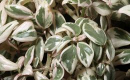 2016 ConventionGesneriads Grown for Ornamental Qualities Other Than Flowers Class 37 Other gesneriads with green-and-white leaf variegation