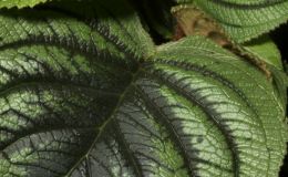 2016 ConventionGesneriads Grown for Ornamental Qualities Other Than Flowers Class 38 Other Old World Gesneriads, Species or HybridsBEST IN SECTION E – GESNERIAD GROWN FOR ORNAMENTAL QUALITIES