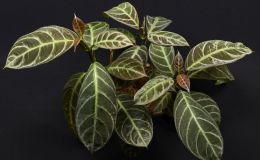Drymonia chiribogona