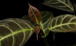 2016 ConventionGesneriads Grown for Ornamental Qualities Other Than Flowers Class 39A Other New World Gesneriads, species or hybrids