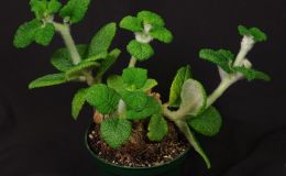 2016 ConventionGesneriads Grown for Ornamental Qualities Other Than Flowers Class 39B Other New World Gesneriads, species or hybrids