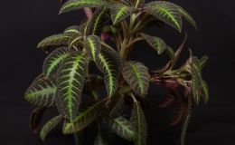 2016 ConventionGesneriads Grown for Ornamental Qualities Other Than Flowers Class 39C Other New World Gesneriads, species or hybridsRUNNER-UP TO BEST IN SHOW 2016 ConventionGesneriads Grown for Ornamental Qualities Other Than Flowers Class 39C Other New World Gesneriads, species or hybridsRUNNER-UP TO BEST IN SHOW