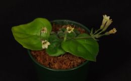 2016 ConventionNew GesneriadsClass 40 Species in flowerBEST IN SECTION F – NEW GESNERIADBEST NEW SPECIES 2016 ConventionNew GesneriadsClass 40 Species in flowerBEST IN SECTION F – NEW GESNERIADBEST NEW SPECIES
