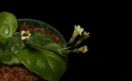 2016 ConventionNew GesneriadsClass 40 Species in flowerBEST IN SECTION F – NEW GESNERIADBEST NEW SPECIES 2016 ConventionNew GesneriadsClass 40 Species in flowerBEST IN SECTION F – NEW GESNERIADBEST NEW SPECIES