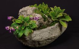 2016 ConventionLesser-Known Gesneriads Seldom Grown or Seen in ShowsClass 44 In flower 2016 ConventionLesser-Known Gesneriads Seldom Grown or Seen in ShowsClass 44 In flower