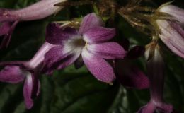2016 ConventionLesser-Known Gesneriads Seldom Grown or Seen in ShowsClass 44 In flower 2016 ConventionLesser-Known Gesneriads Seldom Grown or Seen in ShowsClass 44 In flower