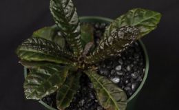 2016 ConventionLesser-Known Gesneriads Seldom Grown or Seen in ShowsBEST IN SECTION G – LESSER-KNOWN GESNERIAD 2016 ConventionLesser-Known Gesneriads Seldom Grown or Seen in ShowsBEST IN SECTION G – LESSER-KNOWN GESNERIAD