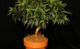 2016 ConventionTrained or Sculptured GesneriadsClass 46 Bonsai, topiary, espaliered, or other styleBEST IN SECTION H –TRAINED GESNERIADBEST COLUMNEA 2016 ConventionTrained or Sculptured GesneriadsClass 46 Bonsai, topiary, espaliered, or other styleBEST IN SECTION H –TRAINED GESNERIADBEST COLUMNEA