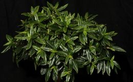 2016 ConventionTrained or Sculptured GesneriadsClass 46 Bonsai, topiary, espaliered, or other styleBEST IN SECTION H –TRAINED GESNERIADBEST COLUMNEA 2016 ConventionTrained or Sculptured GesneriadsClass 46 Bonsai, topiary, espaliered, or other styleBEST IN SECTION H –TRAINED GESNERIADBEST COLUMNEA