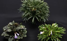 Primulina Collection Primulina Collection