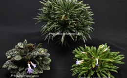 Primulina Collection Primulina Collection