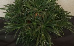2016 ConventionCollections of GesneriadsClass 49 Plants of a single genus either species, cultivars or hybridsBEST IN SECTION J – COLLECTION OF GESNERIADSBEST PRIMULINA 2016 ConventionCollections of GesneriadsClass 49 Plants of a single genus either species, cultivars or hybridsBEST IN SECTION J – COLLECTION OF GESNERIADSBEST PRIMULINA
