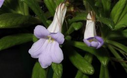 2016 ConventionCollections of GesneriadsClass 49 Plants of a single genus either species, cultivars or hybridsBEST IN SECTION J – COLLECTION OF GESNERIADSBEST PRIMULINA 2016 ConventionCollections of GesneriadsClass 49 Plants of a single genus either species, cultivars or hybridsBEST IN SECTION J – COLLECTION OF GESNERIADSBEST PRIMULINA