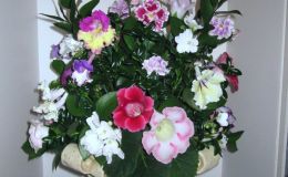 2016 ConventionArrangements of Fresh-cut, Dried, and/or Growing Gesneriad MaterialClass 52 2016 ConventionArrangements of Fresh-cut, Dried, and/or Growing Gesneriad MaterialClass 52