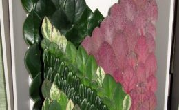 2016 ConventionArrangements of Fresh-cut, Dried, and/or Growing Gesneriad MaterialClass 53 RUNNER-UP TO BEST IN ARTISTICBEST IN SECTION K – ARRANGEMENT OF FRESH-CUT, DRIED, AND/OR GROWING MATERIAL 2016 ConventionArrangements of Fresh-cut, Dried, and/or Growing Gesneriad MaterialClass 53 RUNNER-UP TO BEST IN ARTISTICBEST IN SECTION K – ARRANGEMENT OF FRESH-CUT, DRIED, AND/OR GROWING MATERIAL