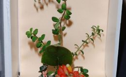 2016 ConventionArrangements of Fresh-cut, Dried, and/or Growing Gesneriad Material Class 55 2016 ConventionArrangements of Fresh-cut, Dried, and/or Growing Gesneriad Material Class 55