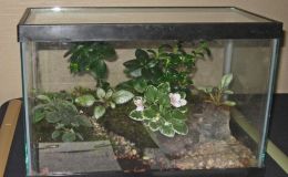 2016 ConventionPlantings of Growing Gesneriad MaterialClass 63
