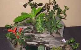 2016 ConventionPlantings of Growing Gesneriad MaterialClass 65BEST IN SECTION N – PLANTING OF GROWING GESNERIAD MATERIAL