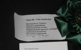 2016 ConventionPlantings of Growing Gesneriad MaterialClass 65BEST IN SECTION N – PLANTING OF GROWING GESNERIAD MATERIAL