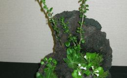 2016 ConventionPlantings of Growing Gesneriad MaterialClass 66