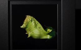 2016 ConventionPhotographyClass 68 Color print of parts of a gesneriad (flowers, fruit, foliage, etc.)