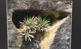 2016 ConventionPhotographyClass 70 Color print of gesneriad(s) growing in a natural habitat